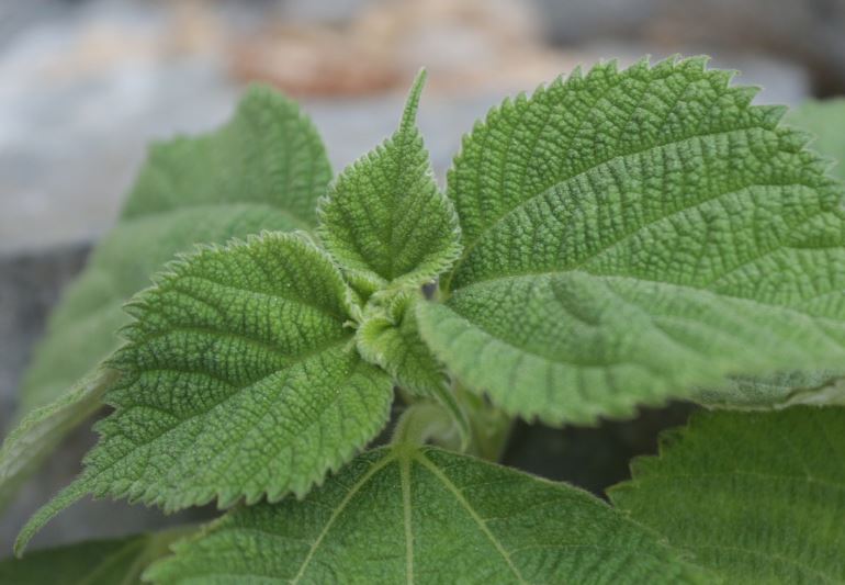 7 symbolic meanings of dreaming of sesame leaves