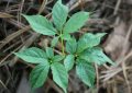 8 symbolic meanings of dreaming of herbs
