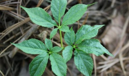 8 symbolic meanings of dreaming of herbs