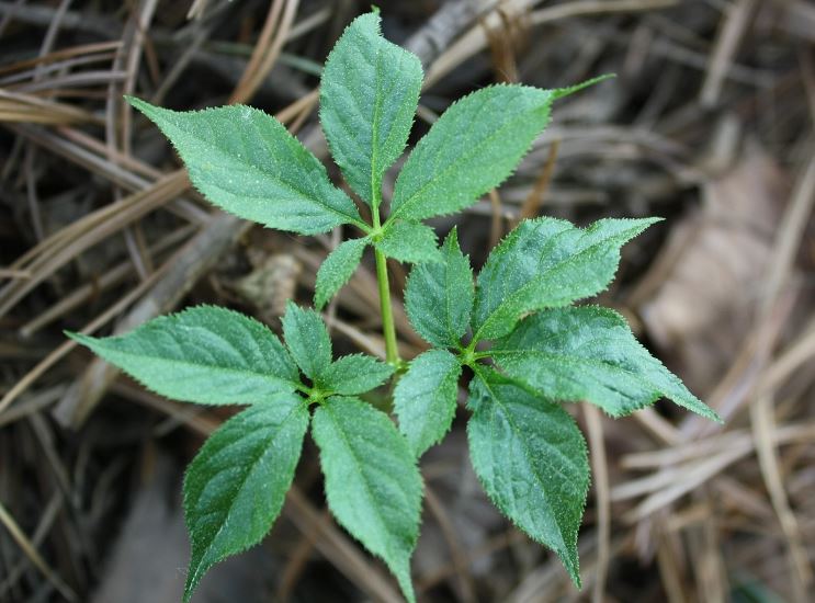8 symbolic meanings of dreaming of herbs