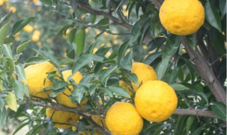 6 symbolic meanings of dreaming of pomelo