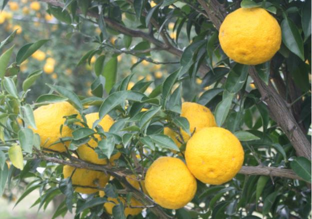 6 symbolic meanings of dreaming of pomelo