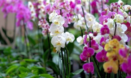 8 symbolic meanings of dreaming of orchids