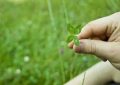 7 Symbolic Meanings of Dreaming of four-leaf clover