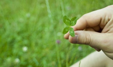 7 Symbolic Meanings of Dreaming of four-leaf clover