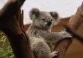 7 symbolic meanings of dreaming about koalas