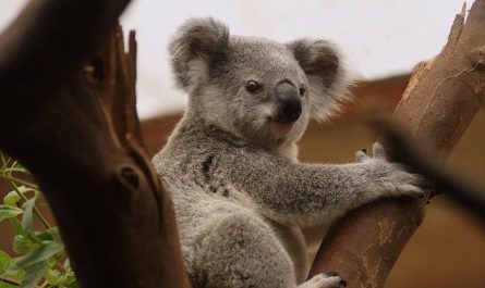 7 symbolic meanings of dreaming about koalas