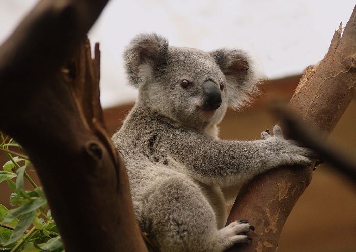 7 symbolic meanings of dreaming about koalas