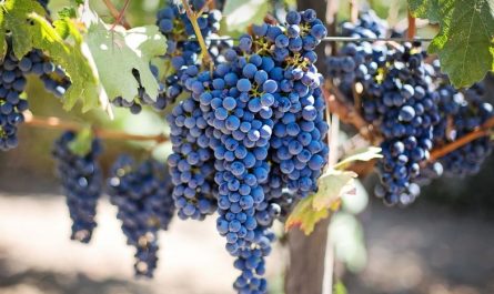 7 symbolic meanings of dreaming of grapes
