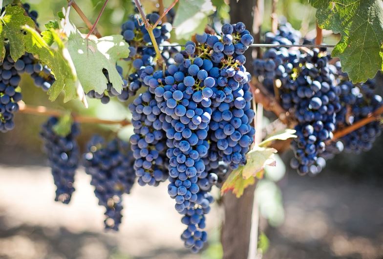 7 symbolic meanings of dreaming of grapes