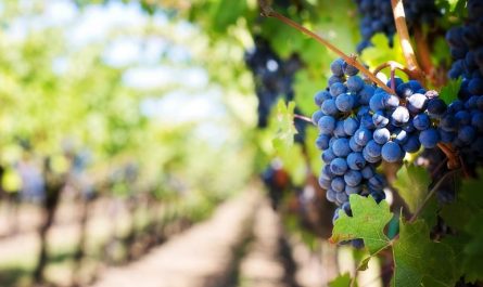 7 symbolic meanings of dreaming of buying grapes