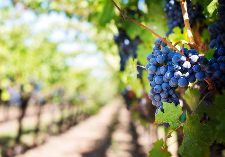 7 symbolic meanings of dreaming of buying grapes