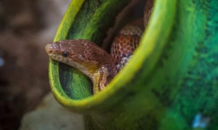 22 symbolic meanings of dreaming of killing a snake