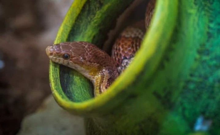 22 symbolic meanings of dreaming of killing a snake