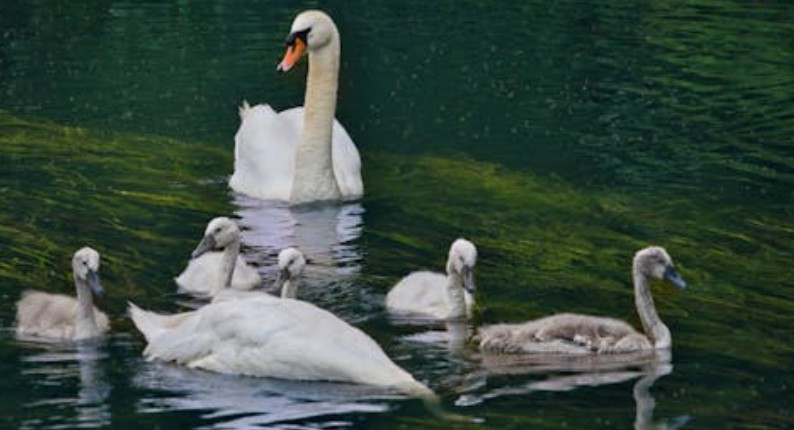 35 symbolic meanings of dreaming of swimming