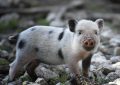 7 symbolic meanings of dreaming of catching pigs