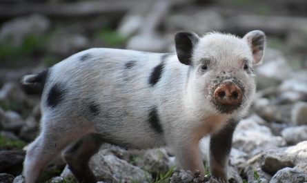 7 symbolic meanings of dreaming of catching pigs