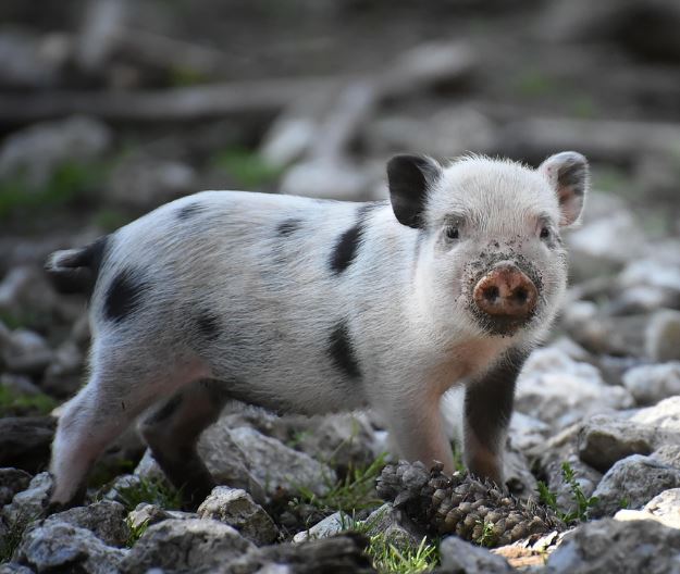 7 symbolic meanings of dreaming of catching pigs