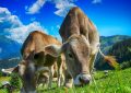 7 symbolic meanings of dreaming of cow dung