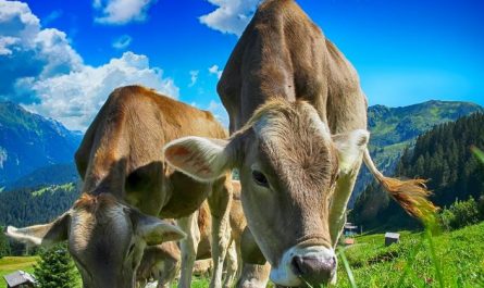 7 symbolic meanings of dreaming of cow dung