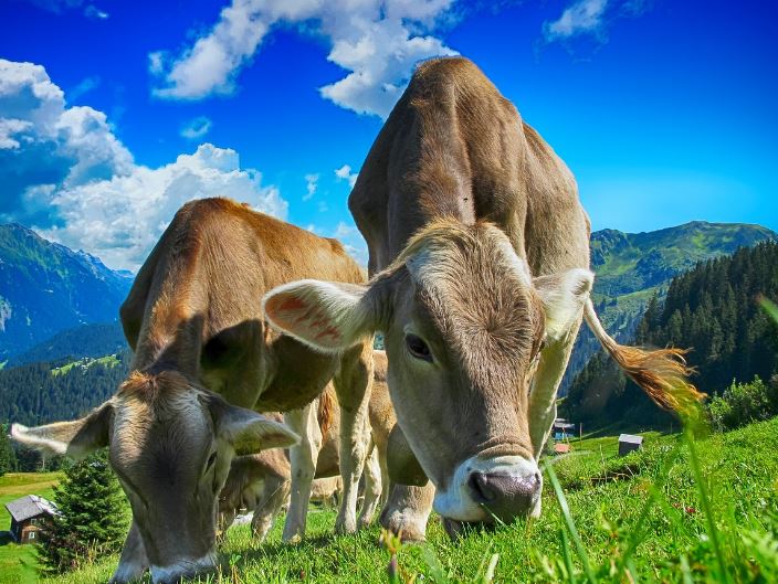 7 symbolic meanings of dreaming of cow dung