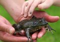 7 symbolic meanings of dreaming of bullfrogs