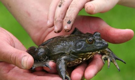 7 symbolic meanings of dreaming of bullfrogs