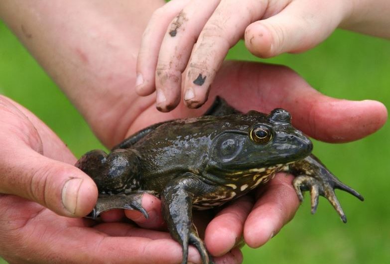7 symbolic meanings of dreaming of bullfrogs