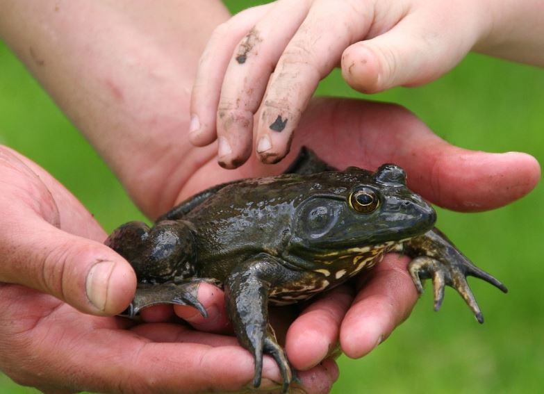 7 symbolic meanings of dreaming of bullfrogs