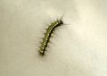 9 symbolic meanings of dreaming of pine moth larvae