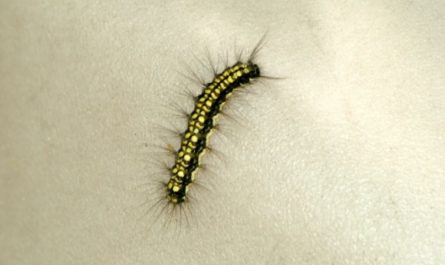 9 symbolic meanings of dreaming of pine moth larvae