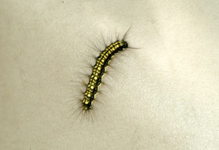 9 symbolic meanings of dreaming of pine moth larvae