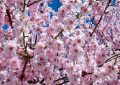 7 symbolic meanings of dreaming of cherry blossoms