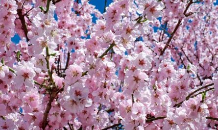 7 symbolic meanings of dreaming of cherry blossoms