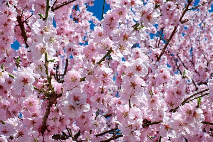 7 symbolic meanings of dreaming of cherry blossoms