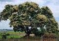 7 symbolic meanings of dreaming of chestnut trees