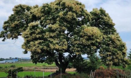 7 symbolic meanings of dreaming of chestnut trees