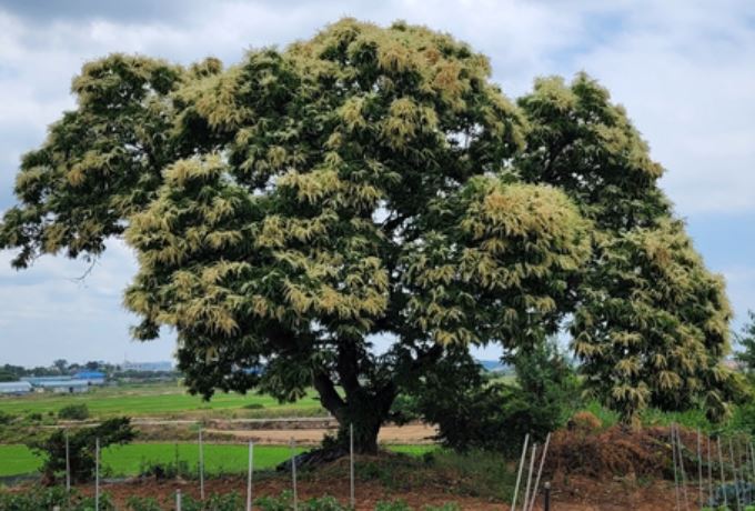 7 symbolic meanings of dreaming of chestnut trees