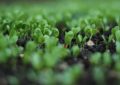 8 symbolic meanings of dreaming of bean sprouts