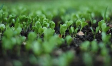 8 symbolic meanings of dreaming of bean sprouts