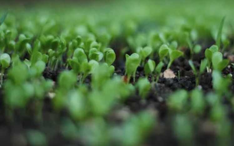 8 symbolic meanings of dreaming of bean sprouts