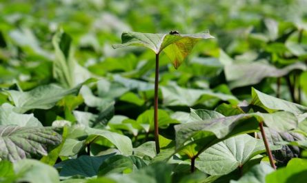 6 symbolic meanings of dreaming of sweet potato stems