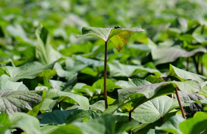 6 symbolic meanings of dreaming of sweet potato stems