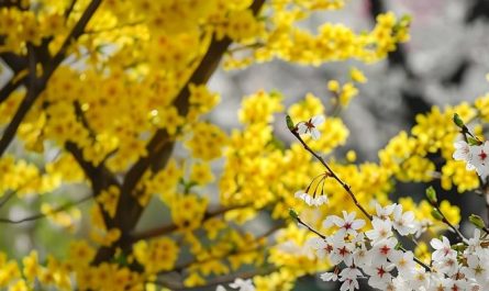 7 symbolic meanings of dreaming of forsythia flowers