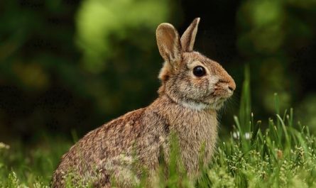 7 symbolic meanings of dreaming of rabbit poop