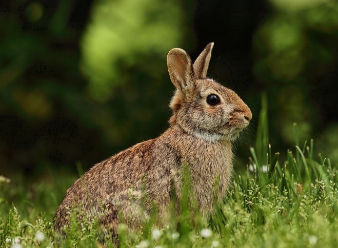 7 symbolic meanings of dreaming of rabbit poop