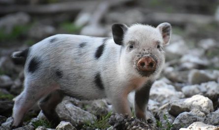 7 symbolic meanings of dreaming of pig pooping
