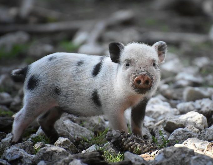 7 symbolic meanings of dreaming of pig pooping