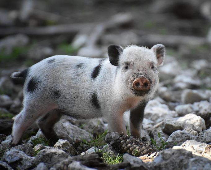 7 symbolic meanings of dreaming of pig pooping
