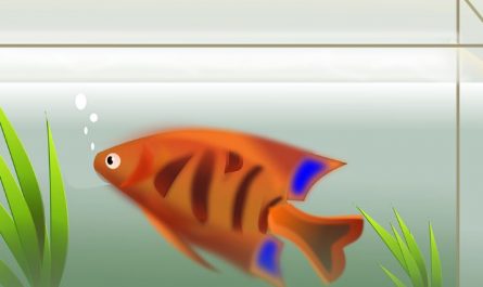6 symbolic meanings of dreaming of a fish tank